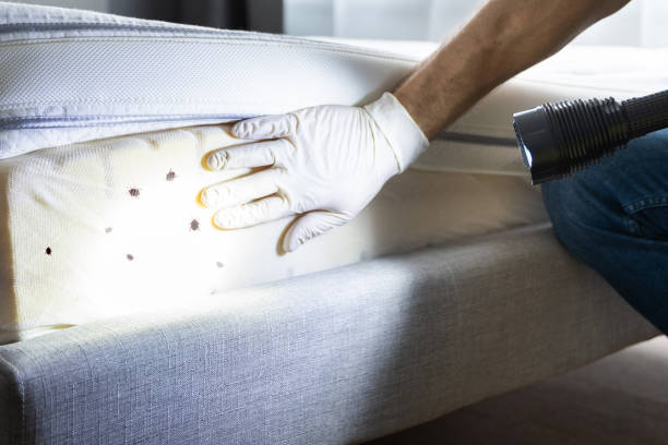 Reliable Harrisville, PA Pest Control Solutions