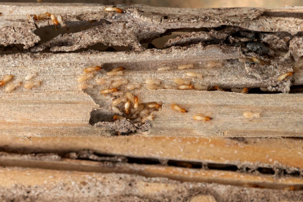 Best Best Pest Control Companies  in Harrisville, PA